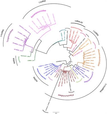 Strategies for Success. Viral Infections and Membraneless Organelles